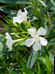 Nerium oleander. Emblematic shrub with greenish to greyish erect  branches and lanceolate-linear...