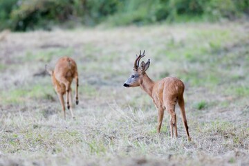 Roe buck (Capreolus capreolus) following a roe doe as she is running from him during the rutting season