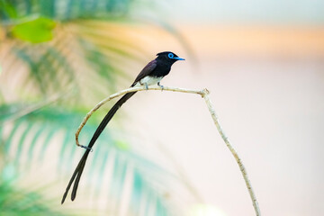 The Japanese Paradise-flycatcher  on a branch