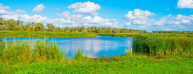 Reed and trees along a lake under a blue cloudy sky in sunlight in summer, Almere, Flevoland, The Netherlands, August, 2023