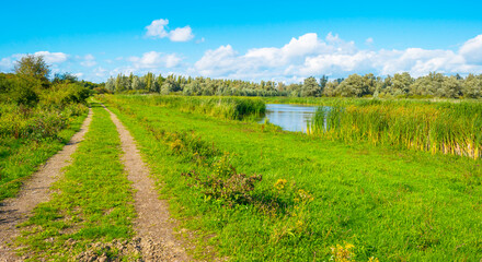 Reed and trees along a lake under a blue cloudy sky in sunlight in summer, Almere, Flevoland, The Netherlands, August, 2023