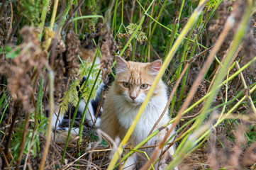 Gato amarillo y blanco, observando a la cámara entre la maleza.