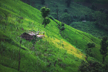 Escaping to the evergreen haven of the majestic mountain