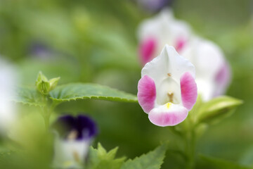 close up of a pink flower