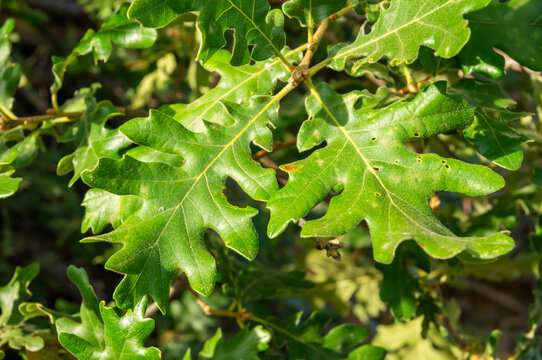 Macro fotografía de las hojas de un roble bajo los rayos del sol.