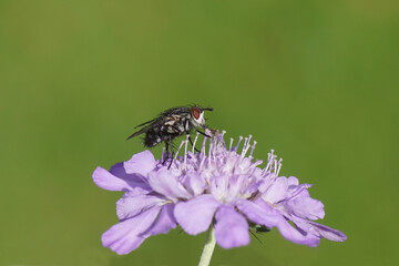 Linnaemya tessellans. Subfamily Tachininae. Tribe Linnaemyini. Family Tachinidae. Flower of Scabiosa (Pincushion Flowers, Scabious), honeysuckle family.