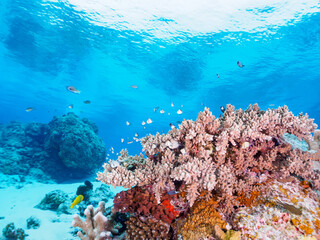 無人島嘉比島ビーチの美しい熱帯魚の大群　
沖縄県島尻郡慶良間諸島座間味島嘉比島
