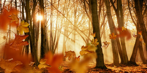 poranna mgła w lesie, promienie słońca i spadające liście, autumn forest © meegi