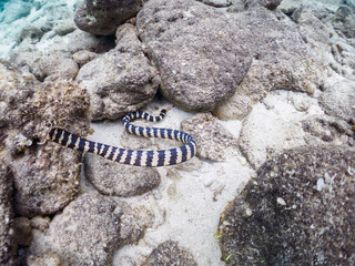 無人島嘉比島ビーチの美しいエラブウミヘビ　
沖縄県島尻郡慶良間諸島座間味島嘉比島
