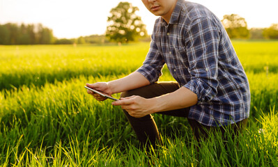 Young farm owner on a green wheat field in his hands with a digital tablet. A farmer checks the harvest in a green wheat field. Agriculture concept.