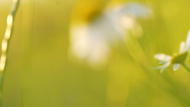 Sweeping panorama captures enchanting allure of a common daisy at golden hours