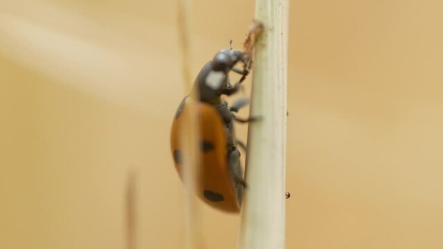 Close-up shot of Seven-spot ladybird or ladybug in midst of its meal