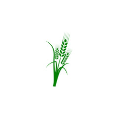 Wheat ears or rice icon isolated on transparent background