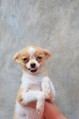 lovely pommeranian puppy with funny face