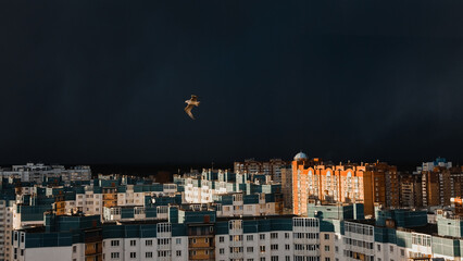 A seagull flying over the city in extreme weather.