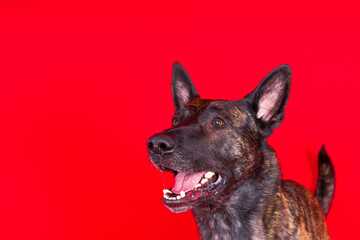 Funny puppy plays, happy dutch shepherd dog on a yellow, red, dark background.