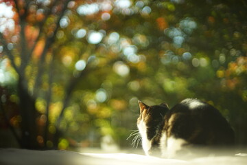 日本庭園の紅葉を眺めるキジ猫