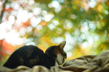日本庭園の紅葉を眺めるキジ猫