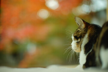 日本庭園の紅葉を眺めるキジ猫
