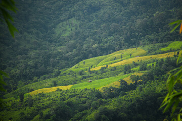 A symphony of green and earth, sung by the mountain
