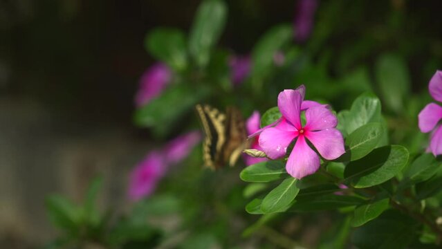 butterfly flying on pink flowers
