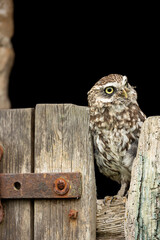 Little Owl.  Scientific name: Athene Noctua.  Close up portrait of a Little owl perched on an old farm gate facing right. Space for copy.  Little Owl refers to the species and not the size