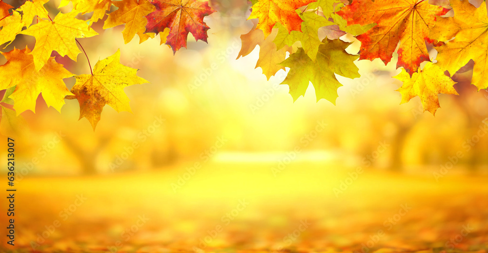 Leinwandbilder autumn background with border of orange, gold and red maple leaves on nature park on background of s