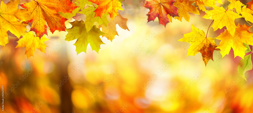 Leinwandbilder autumn background with border of orange, gold and red maple leaves on nature park on background of s