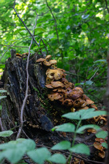 Tree trunk with shrooms and moss in a forest