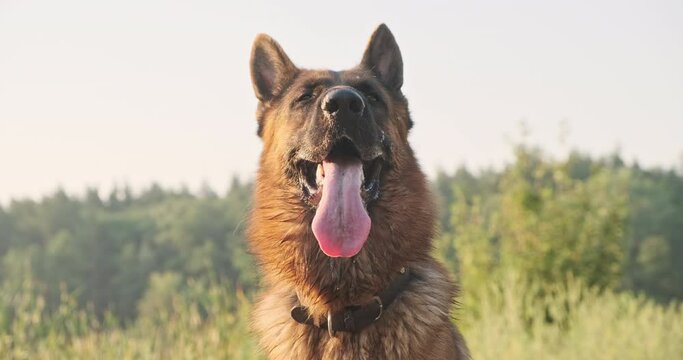 Dog breathing rapidly with tongue hanging out. Heat transfer, heat, forest and sky. Close-up, front view. German shepherd resting hot summer.