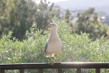 Close up image of seagull in the nature	