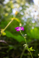 Beautiful purple flower in a forest