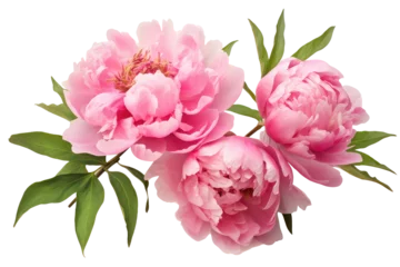 Tuinposter peony flowers isolated on white © Tidarat
