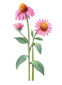 Echinacea Flower Hand Drawn Pencil Illustration Isolated on White
