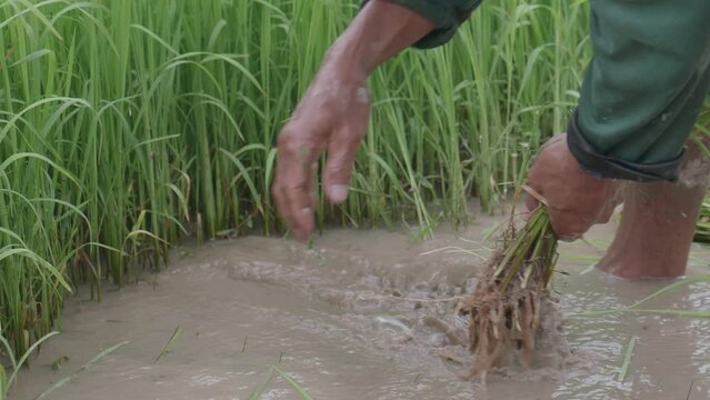 Male farmer pulling to prepare seedlings of rice for planting