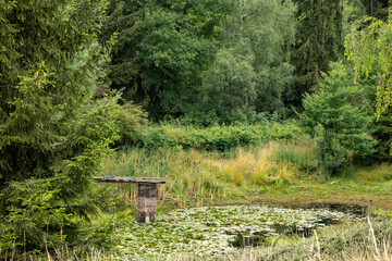 a small pond in the forest in summer