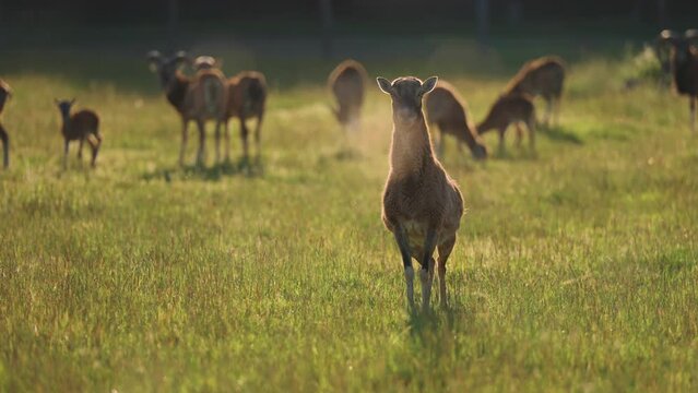 A female mouflon stands on the lush green pasture. The rest of the flack behind her.