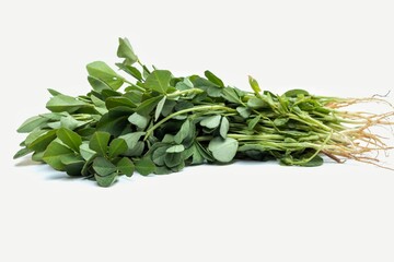 Closeup of Fenugreek Plants with Leaves Isolated on White Background, Also Known as Methi Plant Leaves