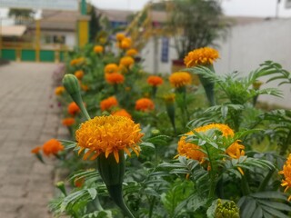 close-up of beautiful marigold flowers in bloom