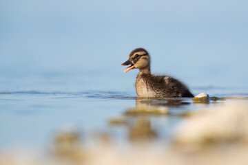 Fototapeta premium Tender mallard duckling (Anas platyrhynchos)