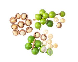 Macadamia nut seeds isolated on  transparent png