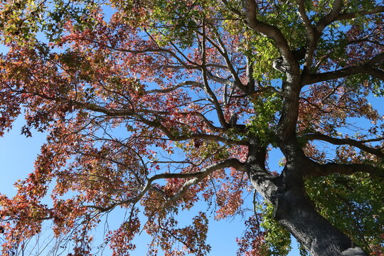 Tree Foliage Looking-Up image