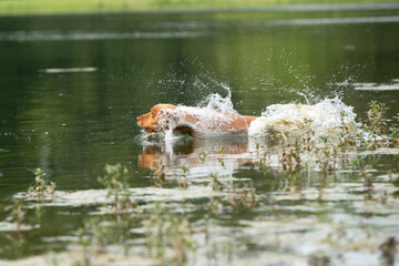 Gundog training around water