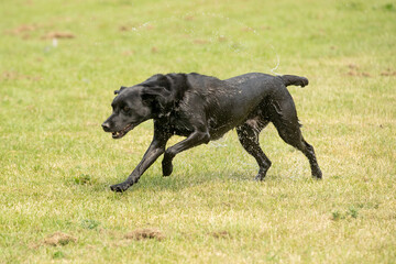 Gundog training around water
