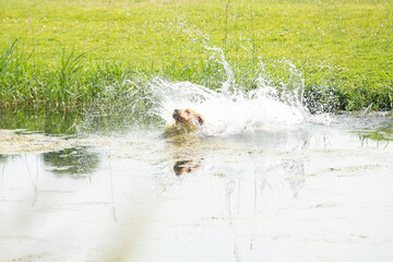 Gundog training around water