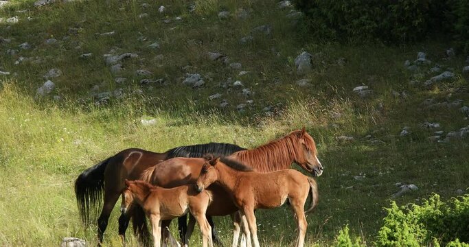 Horses in the meadow. National park Durmitor in Montenegro. Tourism in the Balkans.