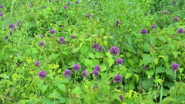 The purple inflorescence flowers of Allium hollandicum, the Dutch onion,  grow among the bright green leaves of raspberry bushes on an expansive lawn after the rain, overview.