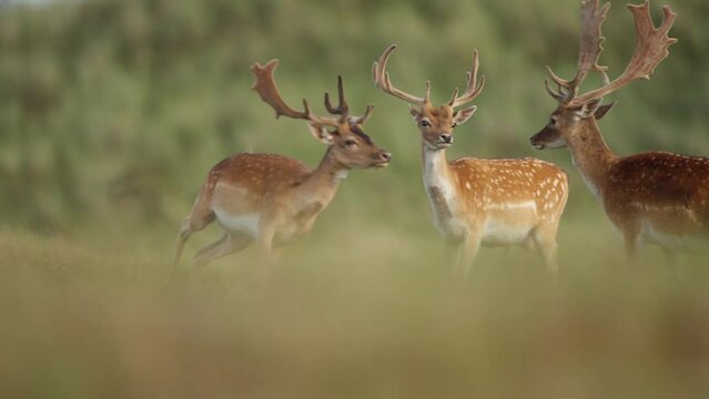 Herd of beautiful young european fallow deer in grassland, tracking