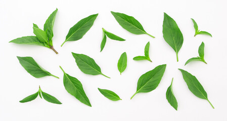 Fresh basil leaf pattern on white background , top view , flat lay.