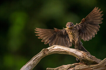 red winged blackbird in flight to a perch